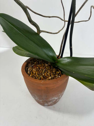 Morro Bay Orchid | Single Spike White Orchid in Terra Cotta