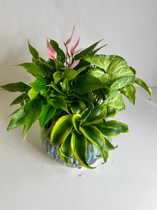 Tropical Plant Garden in Blue Ceramic Bowl | Indoor Plant Gift
