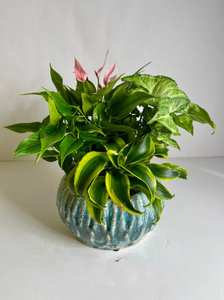 Tropical Plant Garden in Blue Ceramic Bowl | Indoor Plant Gift