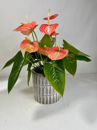 Pink Anthurium Plant in Silver Pot | Heart Energy Plant Gift