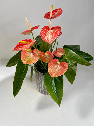 Pink Anthurium Plant in Silver Pot | Heart Energy Plant Gift