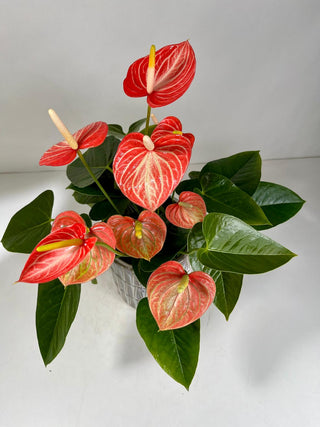 Pink Anthurium Plant in Silver Pot | Heart Energy Plant Gift