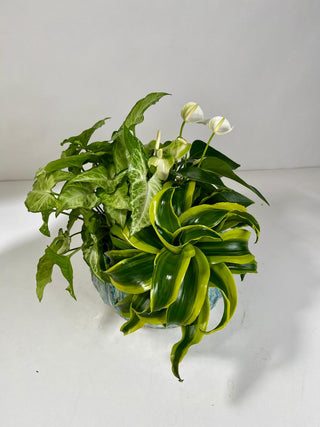 Tropical Plant Garden in Blue Ceramic Bowl | Indoor Plant Gift