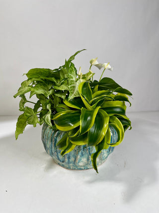 Tropical Plant Garden in Blue Ceramic Bowl | Indoor Plant Gift