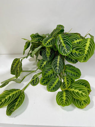 Prayer Plant | Maranta Indoor Plant Gift for Peace & Calm