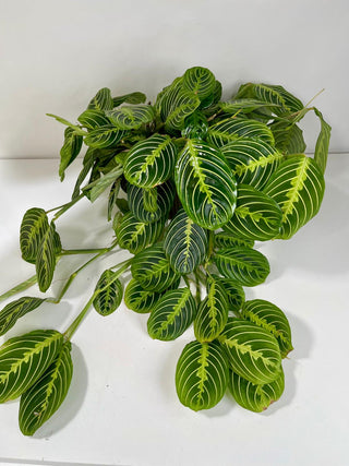 Prayer Plant | Maranta Indoor Plant Gift for Peace & Calm
