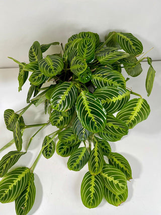 Prayer Plant | Maranta Indoor Plant Gift for Peace & Calm
