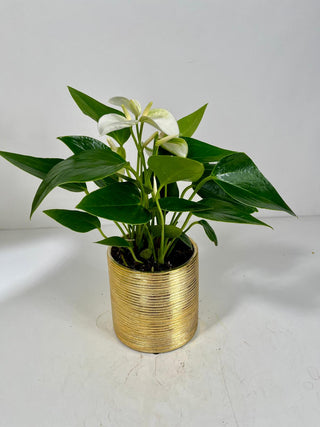 White Anthurium Plant in Gold Pot | Peaceful Plant Gift