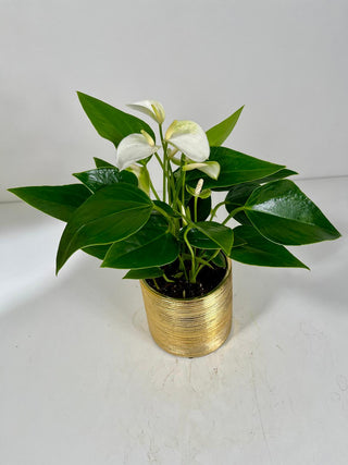 White Anthurium Plant in Gold Pot | Peaceful Plant Gift
