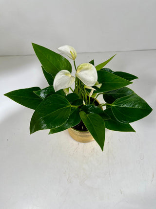 White Anthurium Plant in Gold Pot | Peaceful Plant Gift