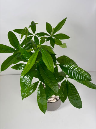 Money Tree Plant