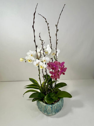 Modern Double Phalaenopsis Orchid Garden in Artisan Ceramic Bowl