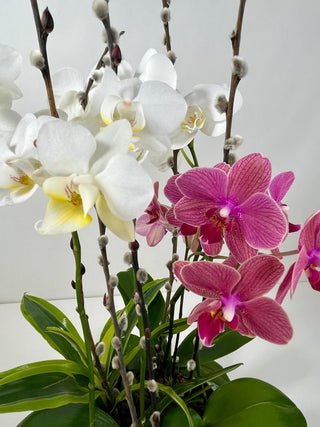 Modern Double Phalaenopsis Orchid Garden in Artisan Ceramic Bowl