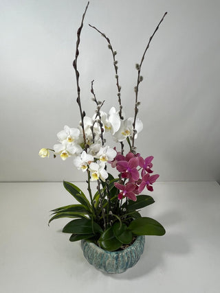 Modern Double Phalaenopsis Orchid Garden in Artisan Ceramic Bowl