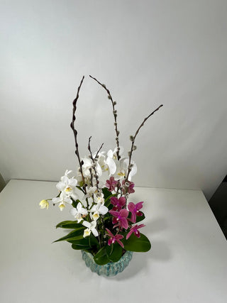 Modern Double Phalaenopsis Orchid Garden in Artisan Ceramic Bowl
