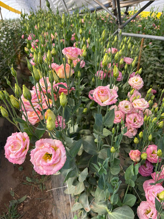 Flowers Rx™ Farm Fresh Flower Box | Overnight Nationwide Flower Delivery