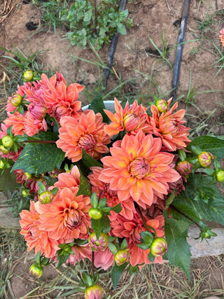 Flowers Rx™ Farm Fresh Flower Box | Overnight Nationwide Flower Delivery