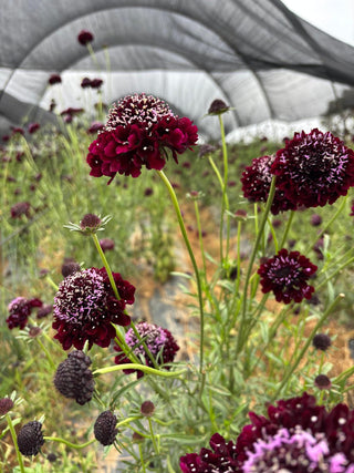 Flowers Rx™ Farm Fresh Flower Box | Overnight Nationwide Flower Delivery