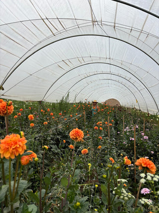 Flowers Rx™ Farm Fresh Flower Box | Overnight Nationwide Flower Delivery