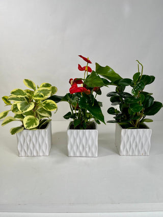 Designer’s Choice Plant Trio | Three Indoor Plants