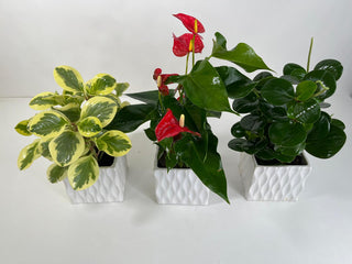 Designer’s Choice Plant Trio | Three Indoor Plants