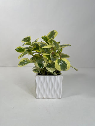 Variegated Peperomia Desk Plant