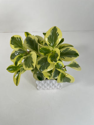Variegated Peperomia Desk Plant