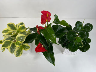 Designer’s Choice Plant Trio | Three Indoor Plants
