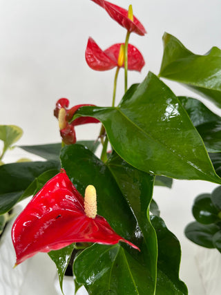 Red Anthurium Desk Plant