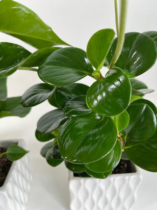 Green Peperomia Desk Plant