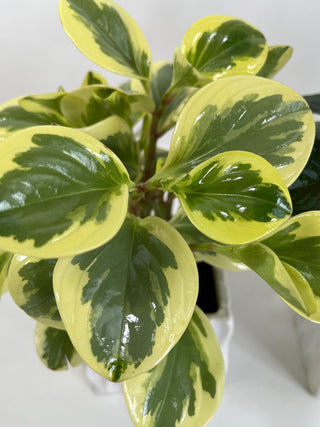 Variegated Peperomia Desk Plant