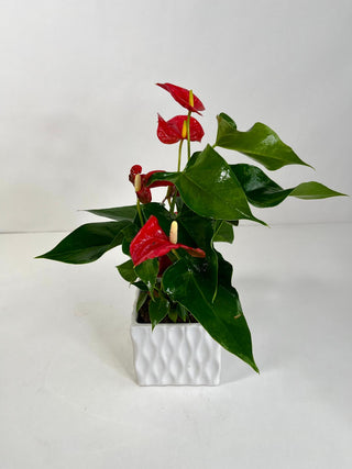 Red Anthurium Desk Plant