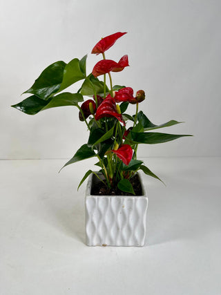 Red Anthurium Desk Plant