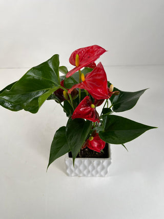 Red Anthurium Desk Plant
