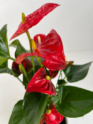 Red Anthurium Desk Plant