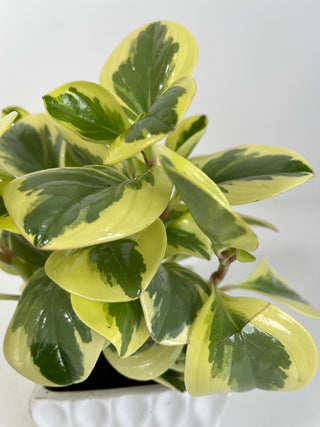 Variegated Peperomia Desk Plant