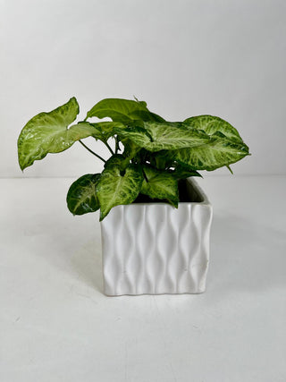 Arrowhead Desk Plant
