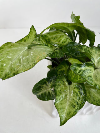 Arrowhead Desk Plant