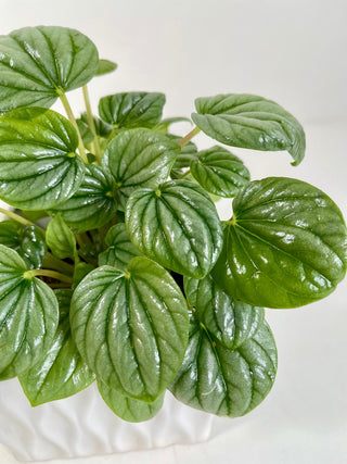 4” Peperomia Desk Plant