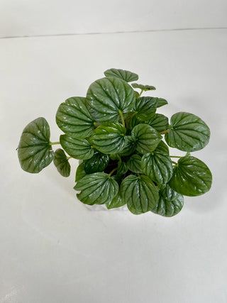 4” Peperomia Desk Plant