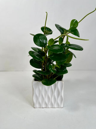 Green Peperomia Desk Plant