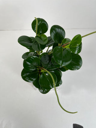 Green Peperomia Desk Plant