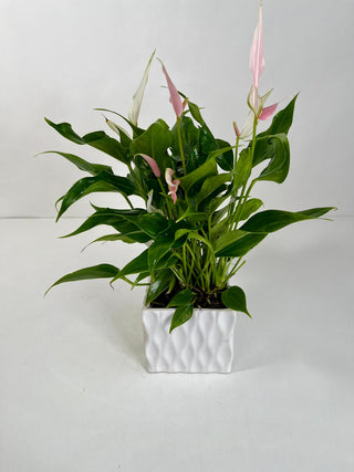 Pink Anthurium Desk Plant