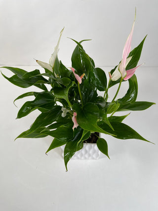 Pink Anthurium Desk Plant
