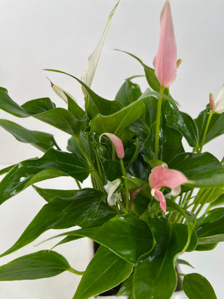 Pink Anthurium Desk Plant