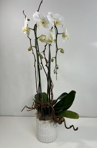 Monterey Orchid Plant