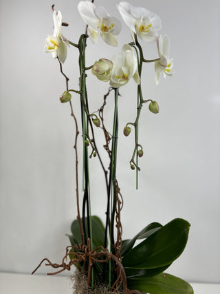 Monterey Orchid Plant