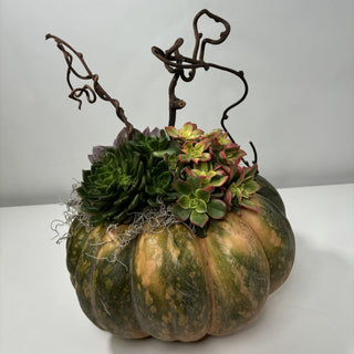 Harvest Pumpkin Succulent
