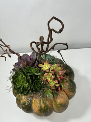 Harvest Pumpkin Succulent