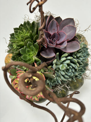 Harvest Pumpkin Succulent